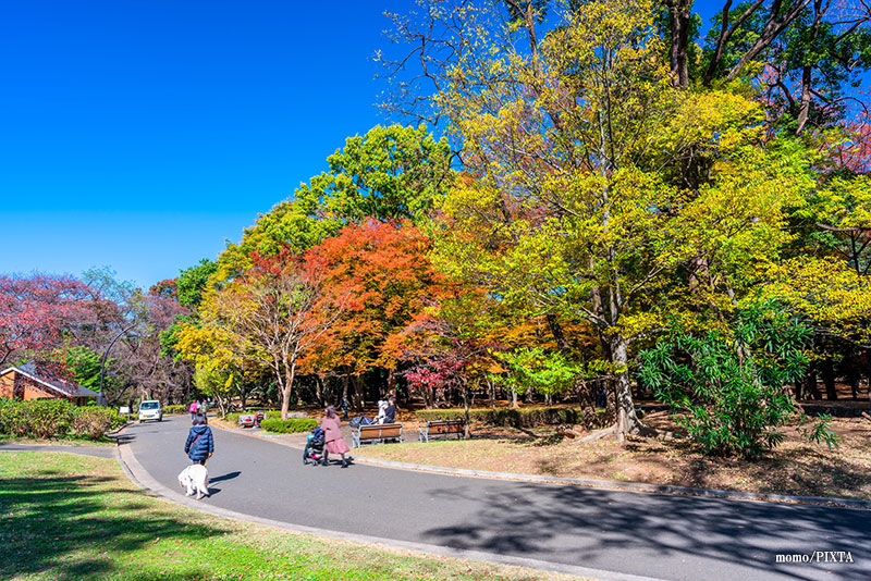 秋の代々木公園