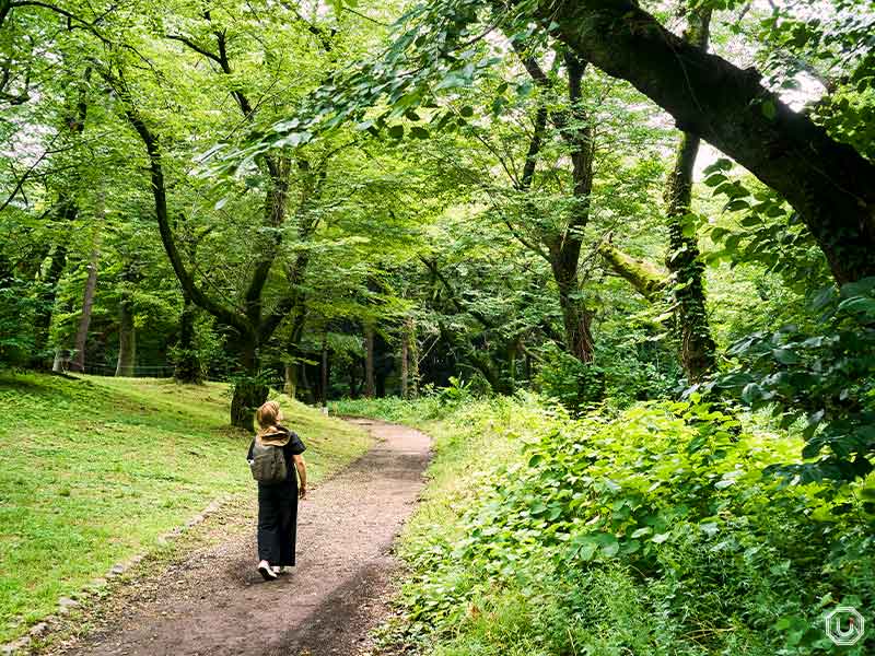 Woodland grove in Yoyogi Park