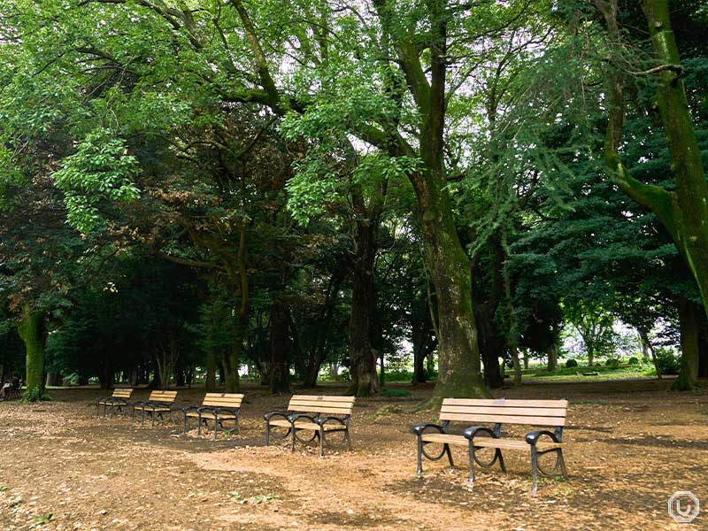 Benches in Yoyogi Park