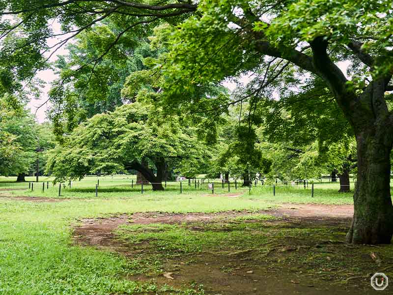 Central Plaza in Yoyogi Park