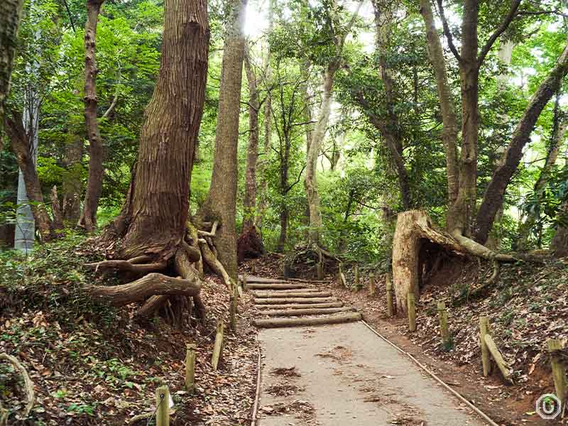 Mt. Takao trail
