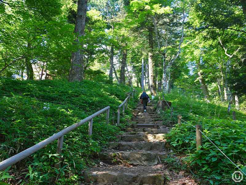 Renge shoma colony on Mt. Mitake