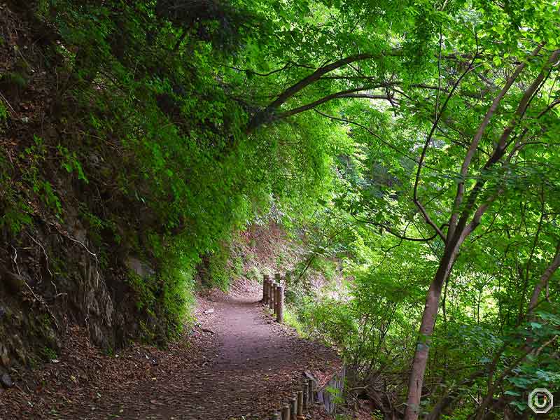 Mt. Mitake forest trail