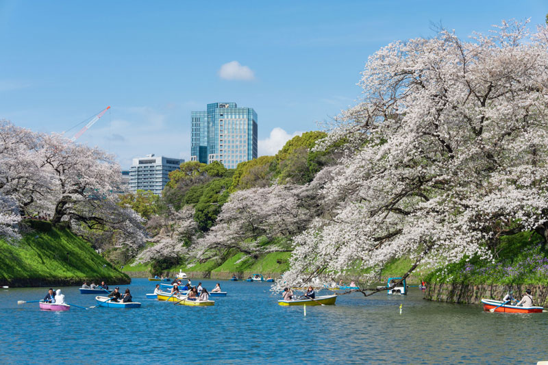 Spring cherry blossoms at Chidorigafuchi