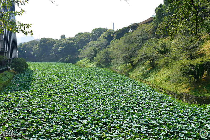 Lotus-covered Ushi-ga-fuchi moat