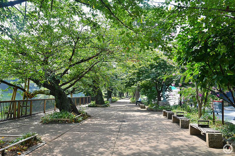 Chidorigafuchi Greenway path