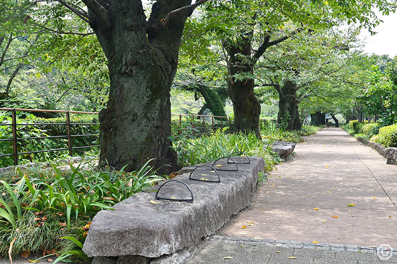 Cherry trees along Chidorigafuchi Greenway
