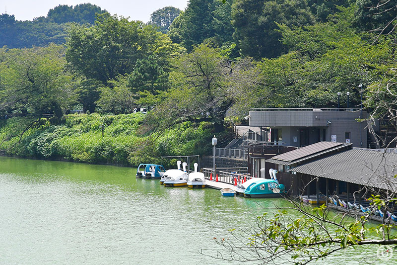 Boating at Chidorigafuchi Boat Pier