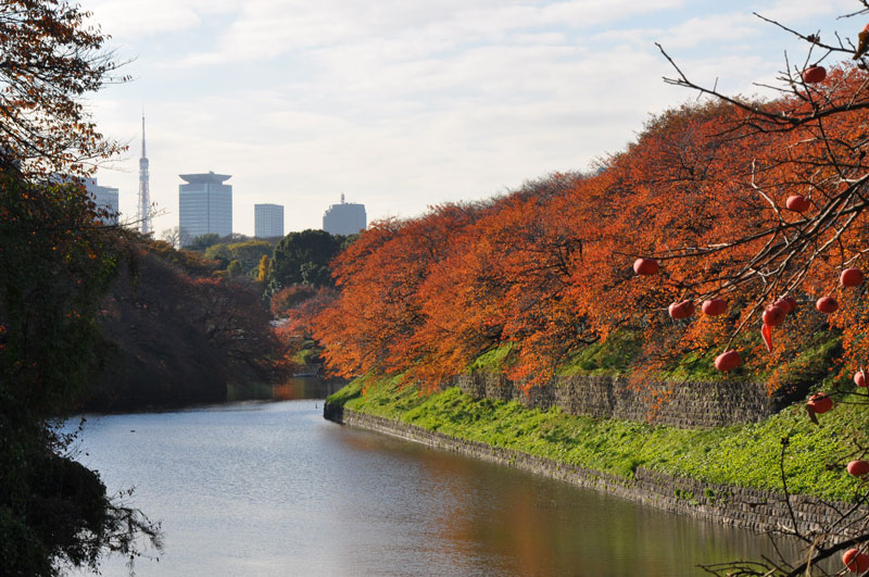 Autumn foliage at Chidorigafuchi